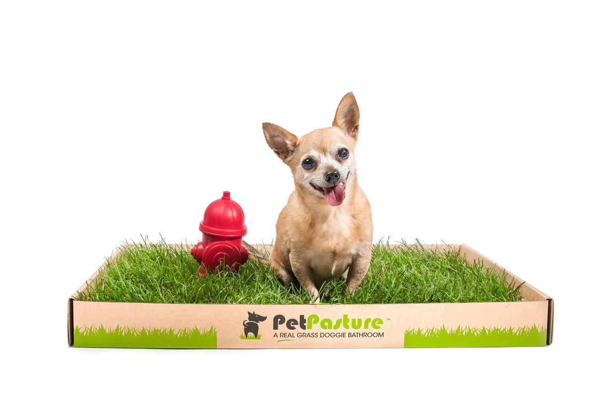 Vancouver Area COURIER SHIPPING Pet Pasture