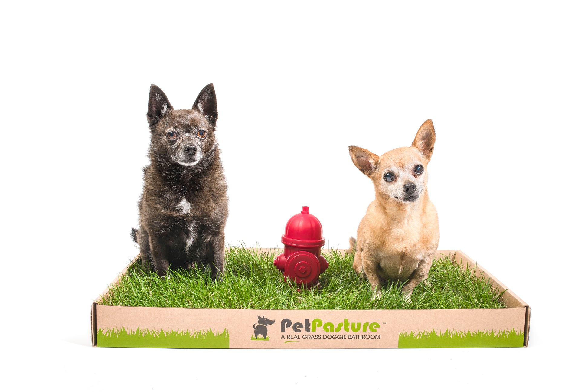 Pet Pasture 100 Real Grass Dog Potty Serving Vancouver and BC