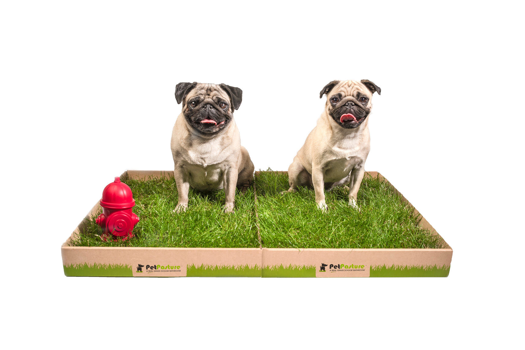 Pet Pasture 100 Real Grass Dog Potty Serving Vancouver and BC