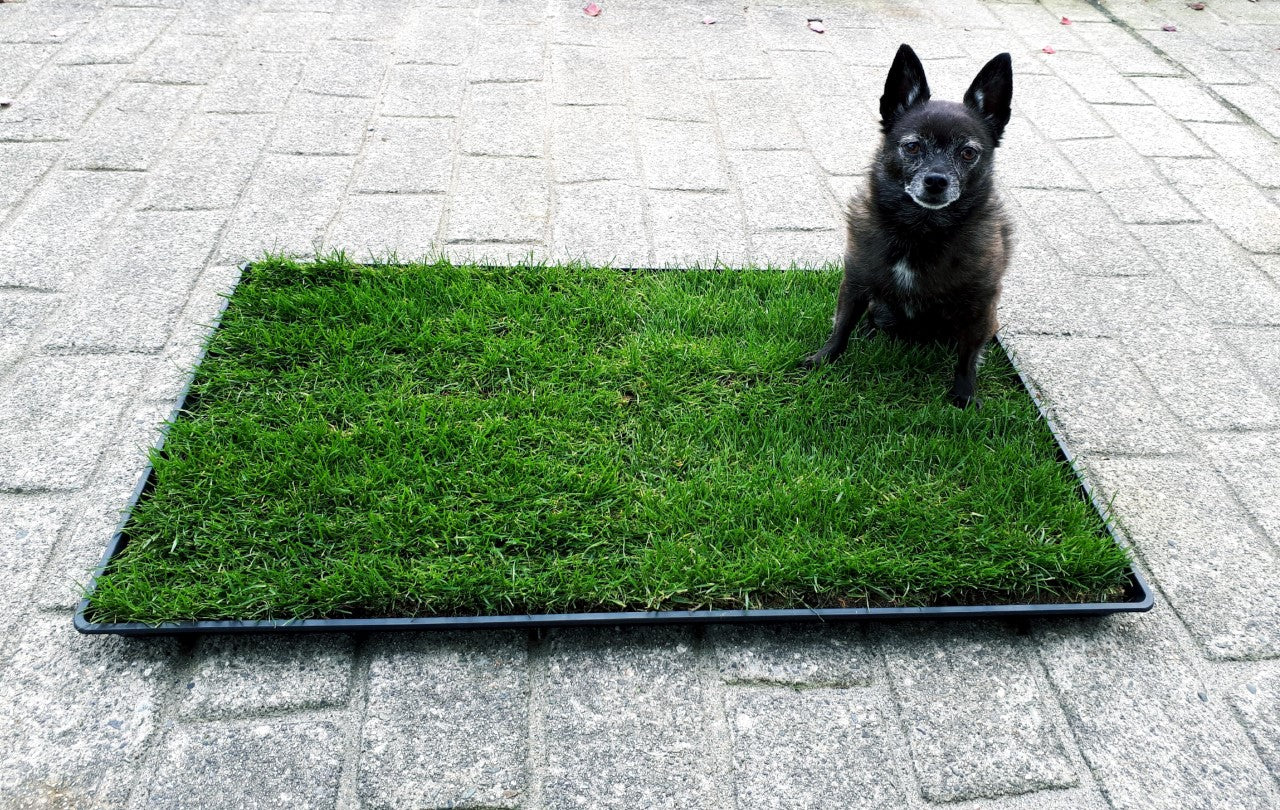 LARGE Leakproof  KING TRAY