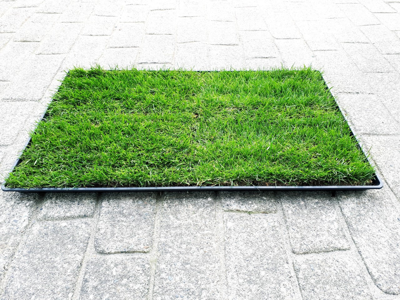 LARGE Leakproof  KING TRAY