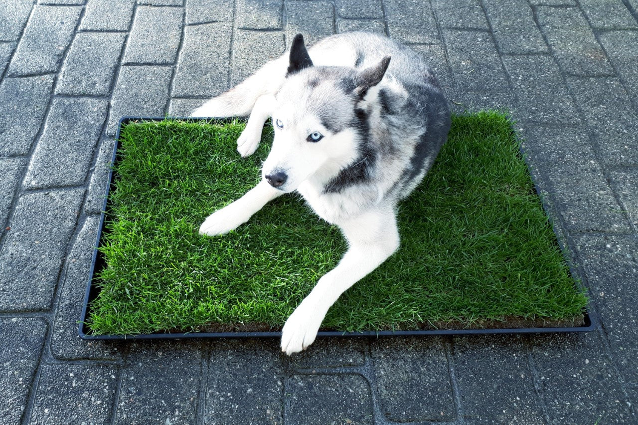 Pet Store Pick Up - King Tray Grass Refill