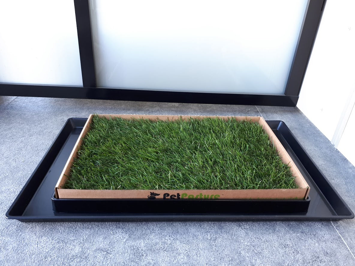 LARGE Leakproof  KING TRAY