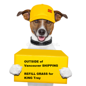 OUTSIDE of Vancouver REFILL GRASS for KING Tray (SHIPPING)