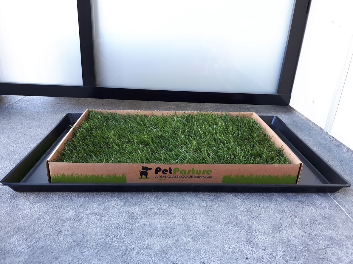 LARGE Leakproof  KING TRAY
